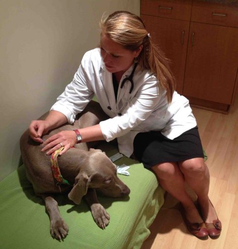 Dr. Kären Marsden, from Edmonton Holistic Veterinary Clinic is certified in veterinary acupuncture.