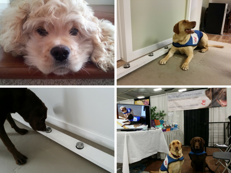 Bio Detection & Pet Cancer Screening Kali's Wish