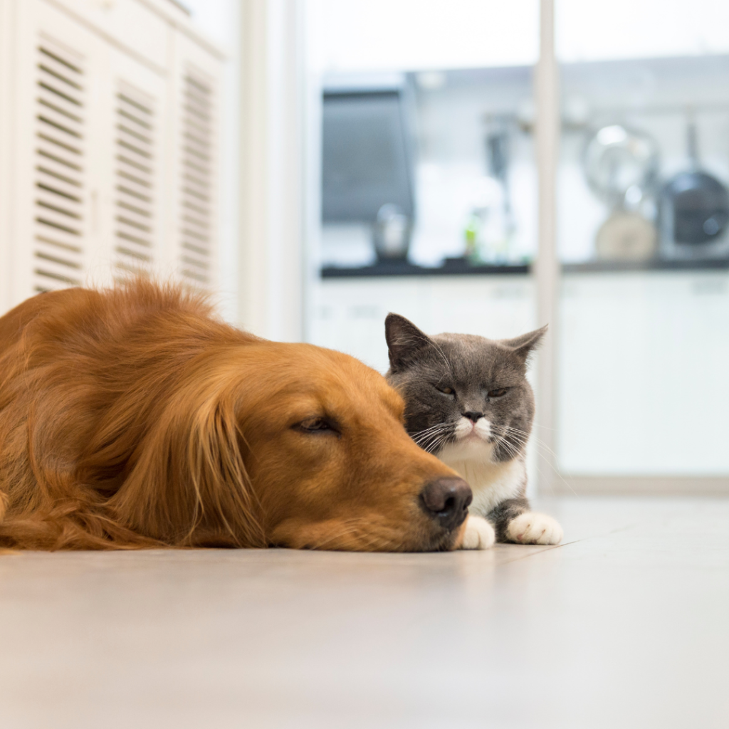 Salivary Gland Tumors in Dogs and Cats