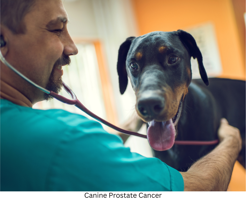 Doberman at vet clinic