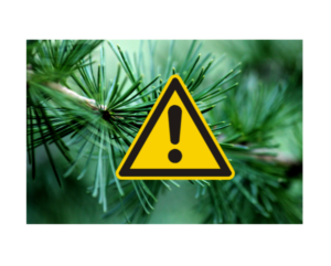 Christmas tree hazards for pets