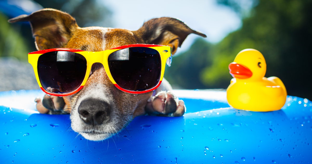 Summer safety tips for pets