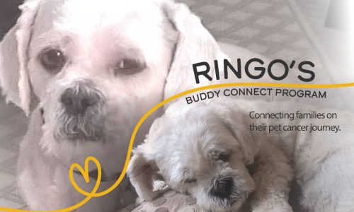 Ringo-Marketing